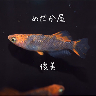 改良メダカ販売