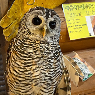 爬虫類、げっ歯、t_aceなど好きな方集まれヾ(*´∀｀*)ﾉ秋田限定‼️ − 秋田県