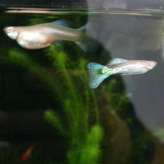 国産グッピーRREA ブルー及びレッドグラスの画像