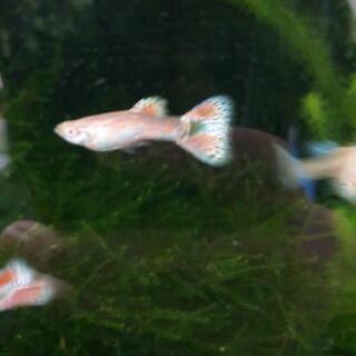 国産グッピーRREA ブルー及びレッドグラスの画像