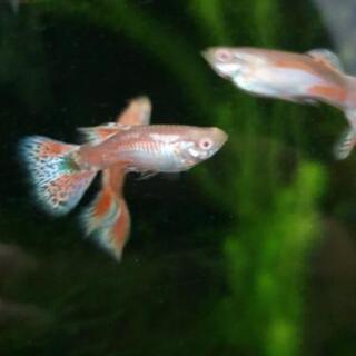 国産グッピーRREA ブルー及びレッドグラスの画像