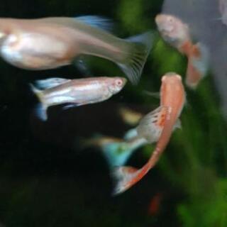 国産グッピーRREA ブルー及びレッドグラスの画像