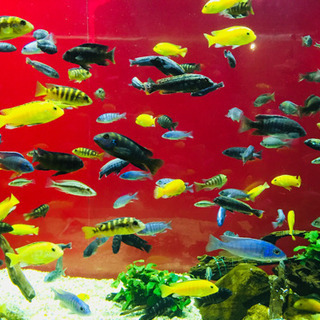 海洋生物が好きな方＼(^^)／ - 渋谷区