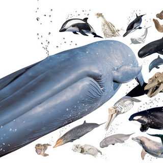 海洋生物が好きな方＼(^^)／