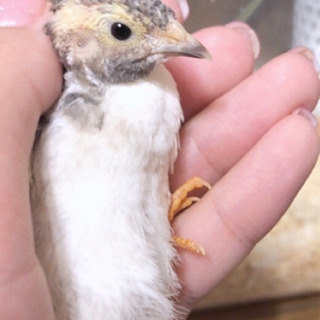 ヒメウズラ 雛里親募集！