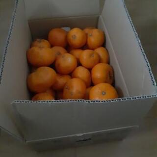 蒲郡みかん🍊　約５kg　No.1