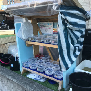 ゴールデンメダカ無人販売所 1月31日 タルミロングフィンヒカリ...