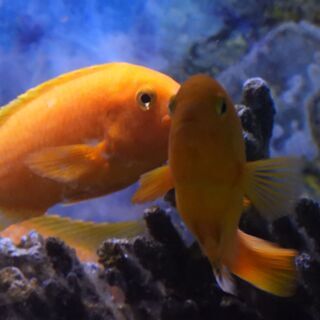 熱帯魚シクリッドの引き取り先を探してします