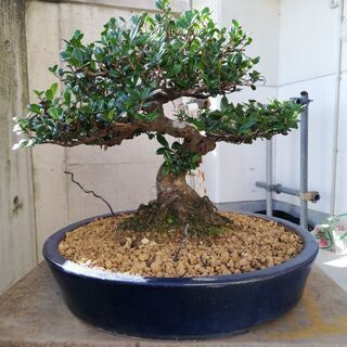 ハマヒサカキ盆栽の画像