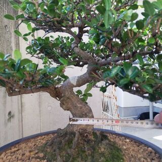 ハマヒサカキ盆栽の画像