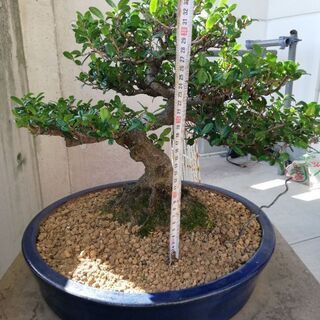 ハマヒサカキ盆栽の画像