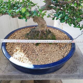 ハマヒサカキ盆栽の画像