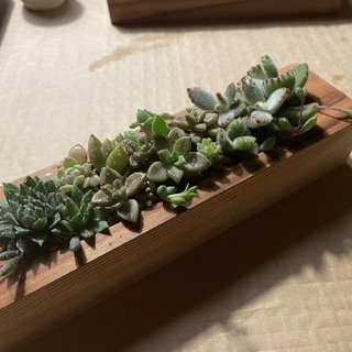 すぎ　杉　角材　15本　1000円　約53角　長さ700ミリ前後　DIY　の画像