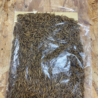 フェニックスワーム【乾燥ミズアブ】300g 送料込
