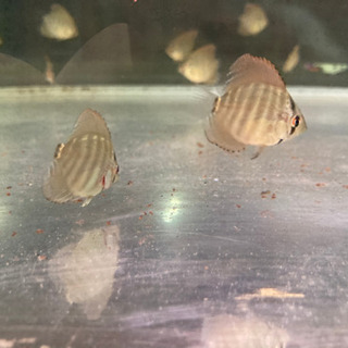 ディスカス　モルフォ　稚魚