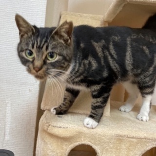 びびあん♀推定一歳😺人がだいちゅき😻