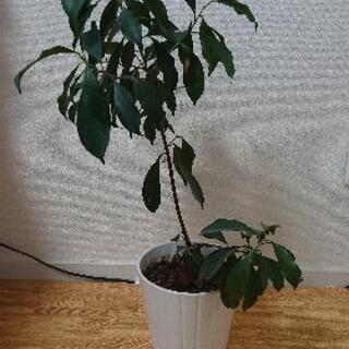 観葉植物:ガジュマルの画像