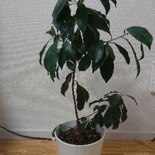 観葉植物:ガジュマルの画像