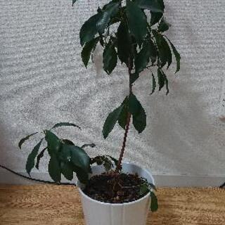 観葉植物:ガジュマルの画像