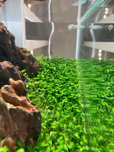 水草水槽完成品　メダカ飼育に！