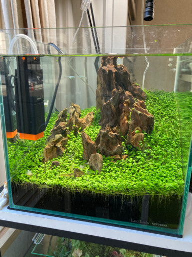 水草水槽完成品　メダカ飼育に！