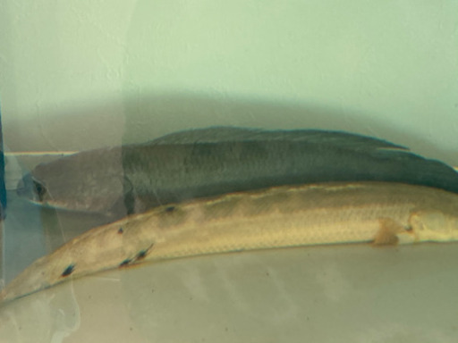 大型魚セット価格です。詳細読んで下さい。
