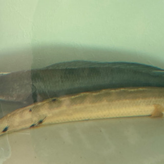 大型魚セット価格です。詳細読んで下さい。