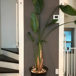 オーガスタ 観葉植物