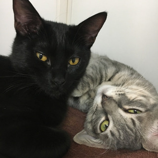 猫カフェのお掃除隊♪の画像