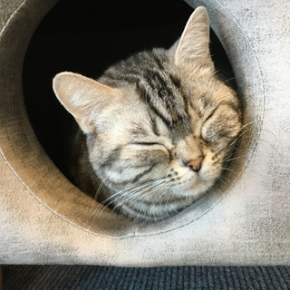 猫カフェのお掃除隊♪の画像