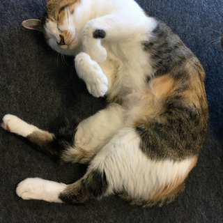 猫カフェのお掃除隊♪の画像