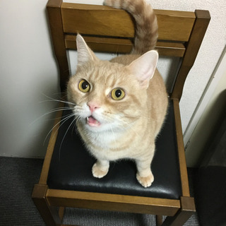 猫カフェのお掃除隊♪