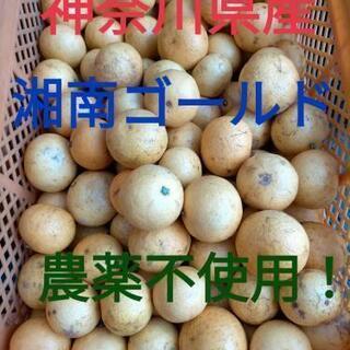 湘南ゴールド  南足柄産 3kg(専用箱外)再①