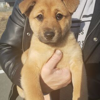 子犬保護してます