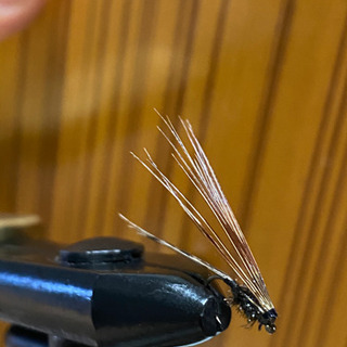 フェザントテイルニンフの画像