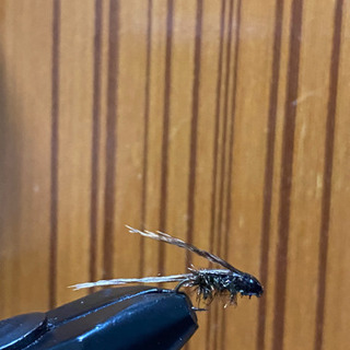 フェザントテイルニンフの画像