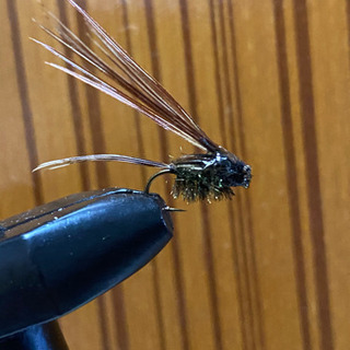 フェザントテイルニンフの画像