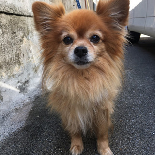 迷い犬