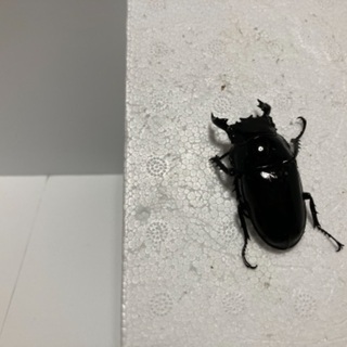 タランドゥス❸の画像