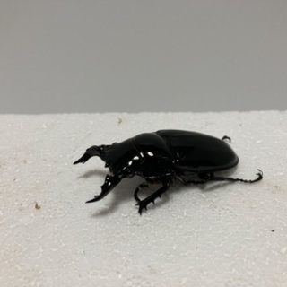 タランドゥス❸の画像