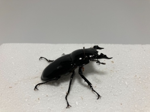 タランドゥス❹