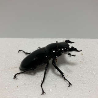 タランドゥス❹