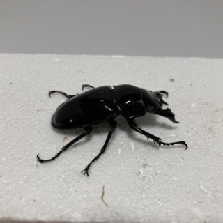 タランドゥス❺