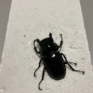 タランドゥス❺の画像