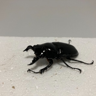 タランドゥス❺の画像