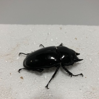 タランドゥス❺の画像