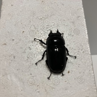 タランドゥス❺の画像