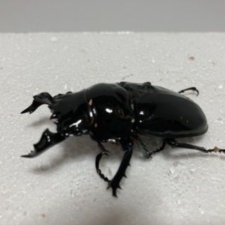 タランドゥス❻