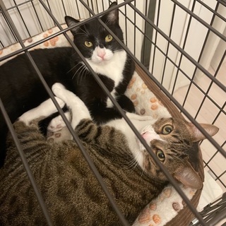 可愛いオス猫兄弟です
