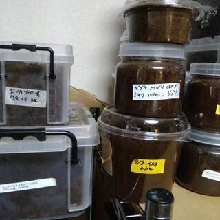 ケンタウロス　パプアキンイロ　ニジイロ　等